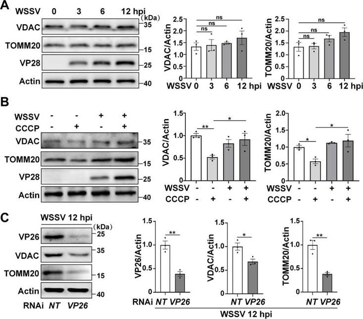 Western blots and bar graph quantifications show WSSV blocks mitophagic flux, maintaining VDAC and TOMM20 levels despite CCCP treatment. VP26 silencing via RNAi restores mitophagic degradation of VDAC and TOMM20 at 12 hpi.